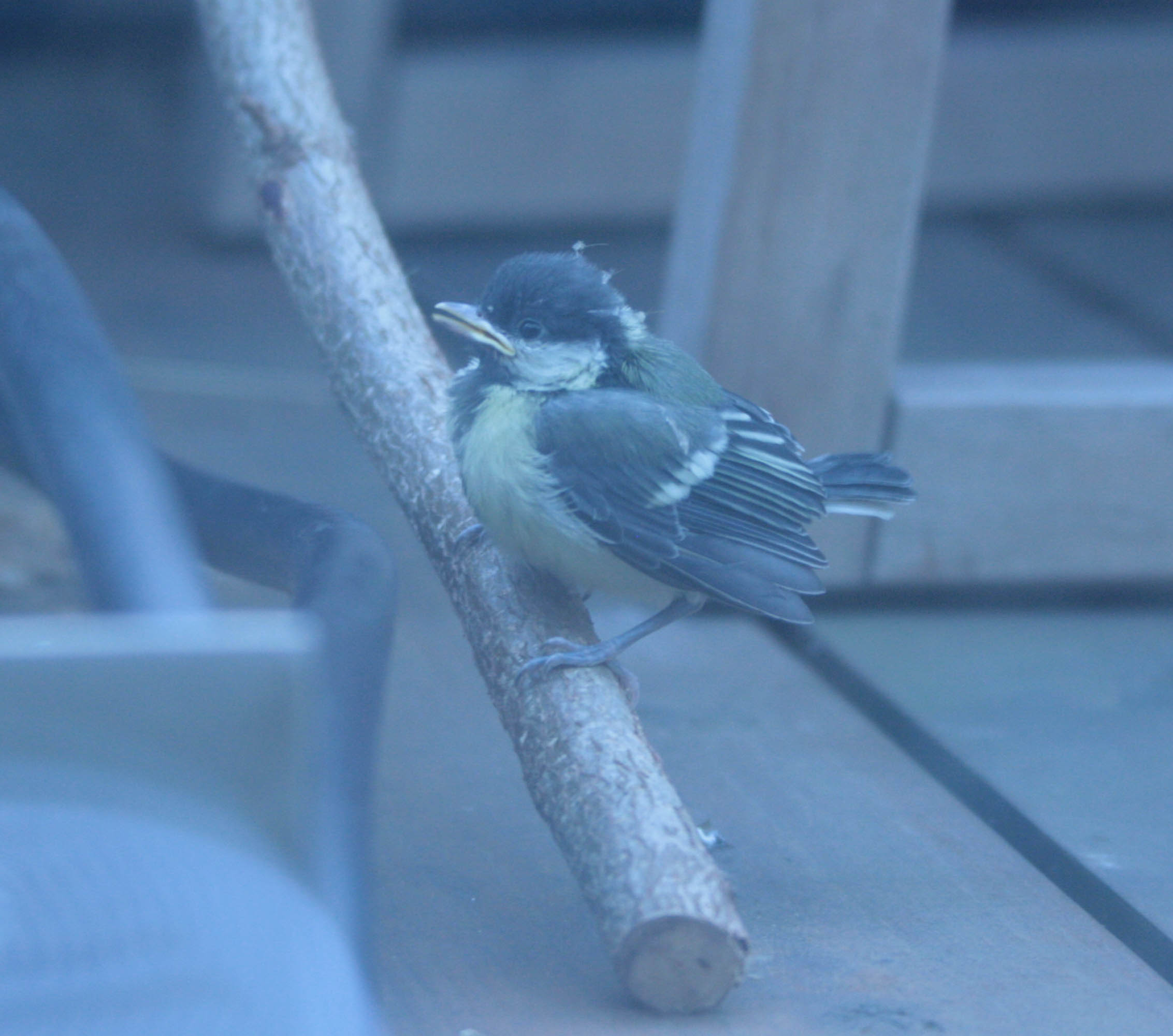 coal tit- chick- photo by justin bere.jpg